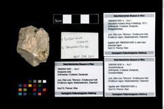 Foto (Objekt + Etikett) von Goniodromites sp.  (NHMW-GEO-1990-0041-4361b)